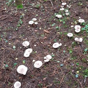 Cloudy Clitocybe