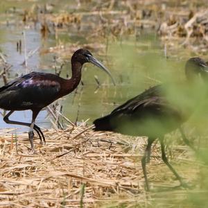 Glossy Ibis