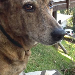 Unknown Breed