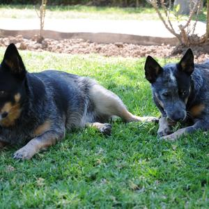 Australian Cattle Dog