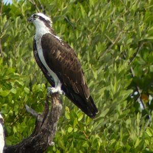 Osprey