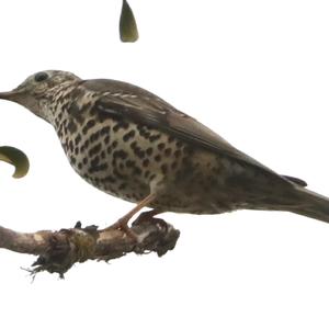 Mistle Thrush