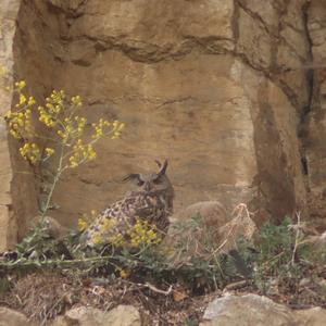 Eurasian Eagle-owl