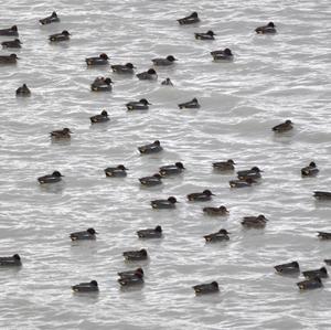 Common Teal