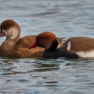 Red-crested Pochard