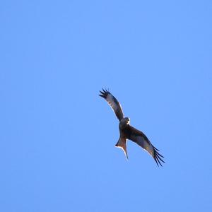 Red Kite