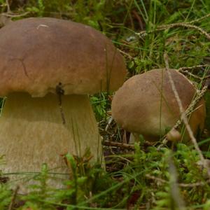 King Bolete