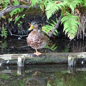 Mallard