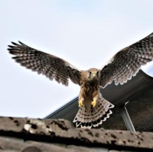 Common Kestrel