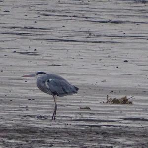 Grey Heron