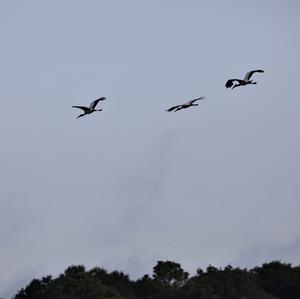 Wood Stork