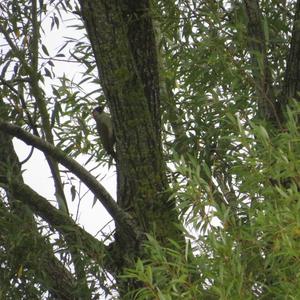 Eurasian Green Woodpecker