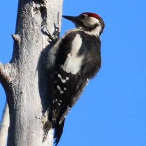 Great Spotted Woodpecker