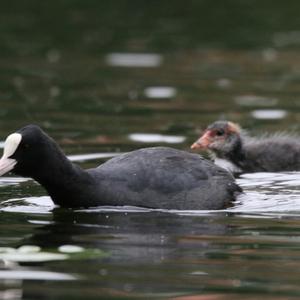 Common Coot