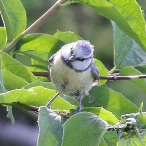 Blue Tit