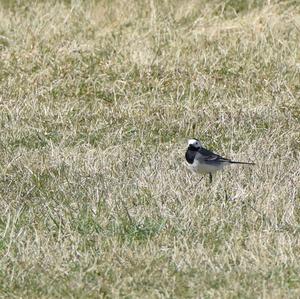 White Wagtail