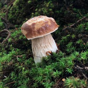 King Bolete