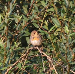 European Robin