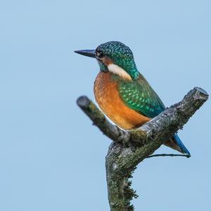 Common Kingfisher