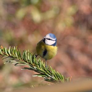 Blue Tit