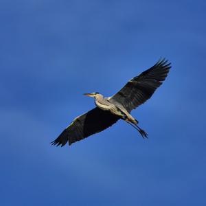 Grey Heron