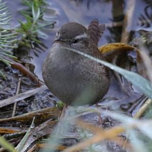 Winter Wren