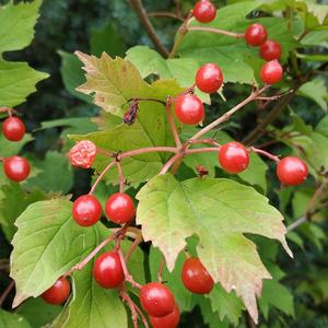 Snowball Tree