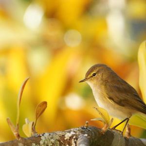 Common Chiffchaff