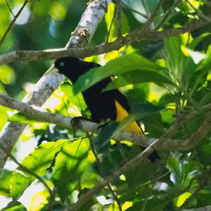 Yellow-rumped Cacique