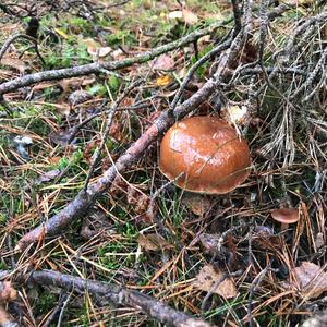 Bay Bolete