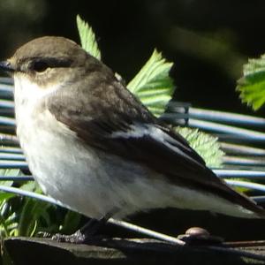 European Pied Flycatcher