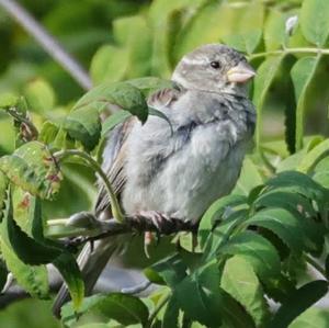 House Sparrow