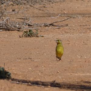 European Greenfinch