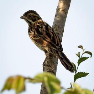 Reed Bunting