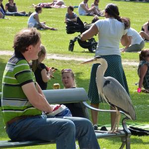 Grey Heron