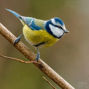 Blue Tit