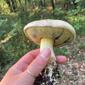 Unknown Species