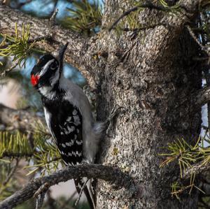 Hairy Woodpecker