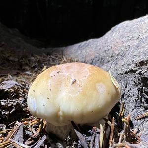 King Bolete