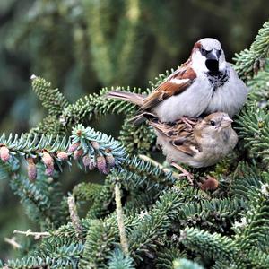 House Sparrow