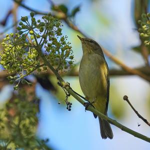 Willow Warbler