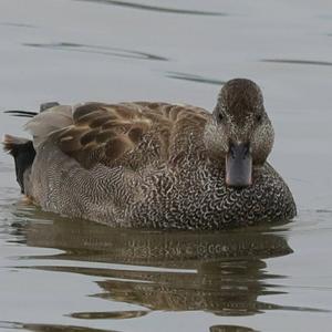 Gadwall