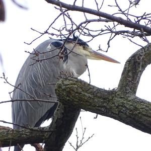 Grey Heron