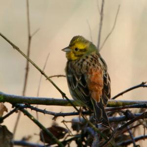 Yellowhammer