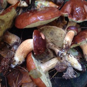 Bay Bolete