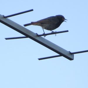 Black Redstart