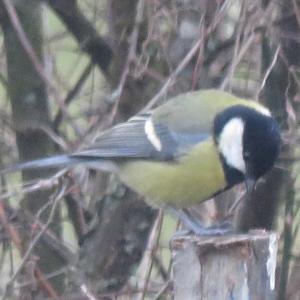 Great Tit