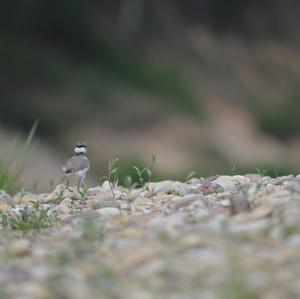 Little Ringed Plover