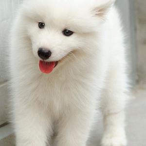 Samoyed