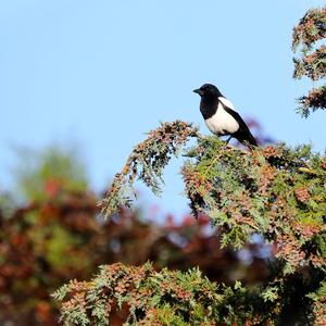 Black-billed Magpie